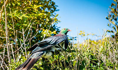 Vogel
